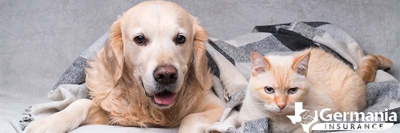 Sicurezza degli animali domestici in inverno:consigli degli esperti per mantenere cani e gatti al caldo quando fa freddo 