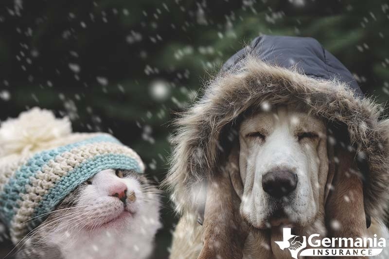 Sicurezza degli animali domestici in inverno:consigli degli esperti per mantenere cani e gatti al caldo quando fa freddo 