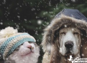 Sicurezza degli animali domestici in inverno:consigli degli esperti per mantenere cani e gatti al caldo quando fa freddo 