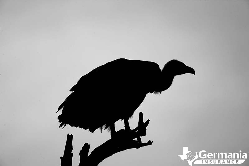 Le 6 creature misteriose ma innocue del Texas che dovresti conoscere 