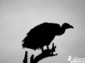 Le 6 creature misteriose ma innocue del Texas che dovresti conoscere 