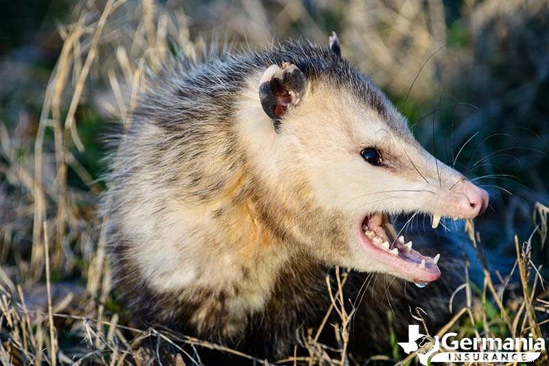 Le 6 creature misteriose ma innocue del Texas che dovresti conoscere 