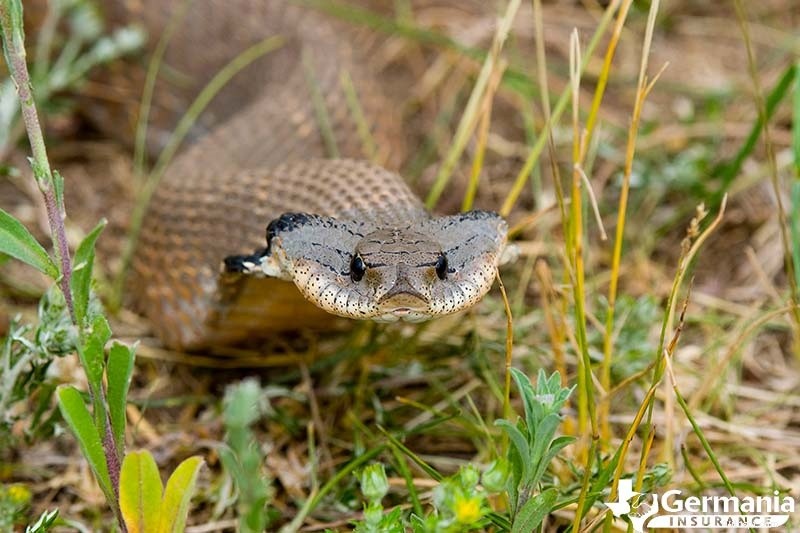 Le 6 creature misteriose ma innocue del Texas che dovresti conoscere 