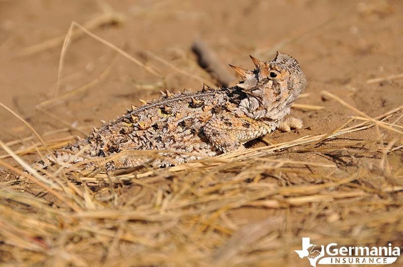 Le 6 creature misteriose ma innocue del Texas che dovresti conoscere 