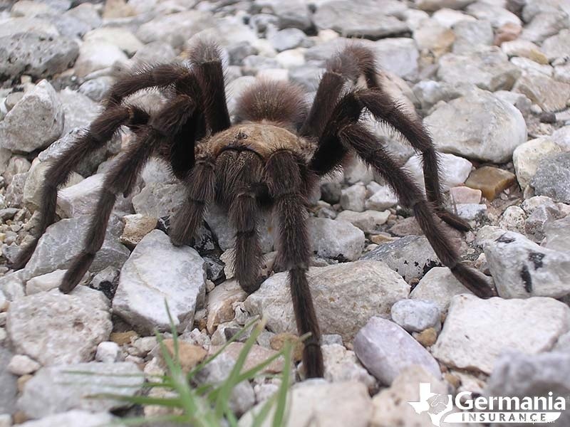 Le 6 creature misteriose ma innocue del Texas che dovresti conoscere 