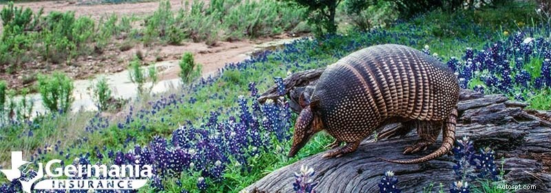 20 simboli dello stato del Texas che ogni texano deve conoscere 