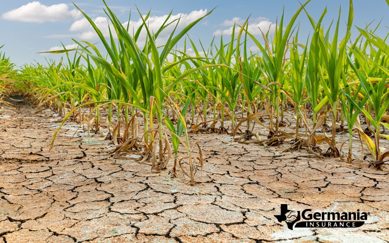 Come la siccità influenza l’agricoltura:strategie collaudate per consentire agli agricoltori di adattarsi e prosperare 