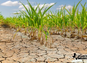 Come la siccità influenza l’agricoltura:strategie collaudate per consentire agli agricoltori di adattarsi e prosperare 